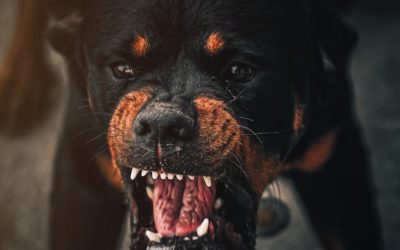 Unraveling the Origins of Dog Aggression: Understanding the Triggers