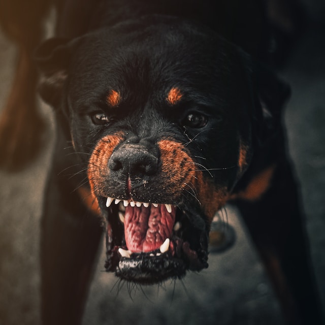 Unraveling the Origins of Dog Aggression: Understanding the Triggers