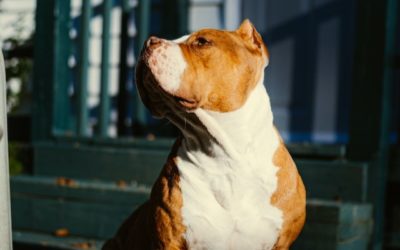 Mastery Unleashed Board and Train: Elevate Your Dog’s Skills in 4 Weeks!