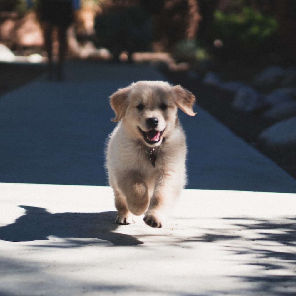 happy pup2
