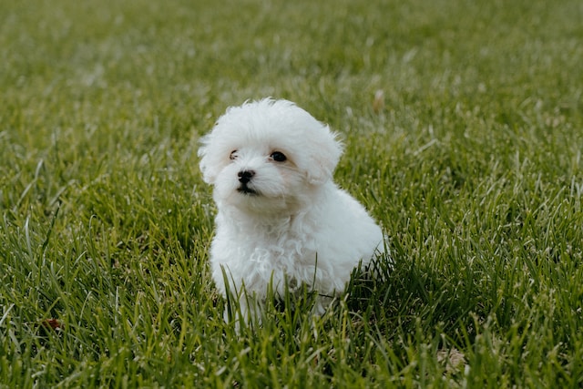 Sparkling Starters Board and Train: Your Puppy’s Path to Brilliance!